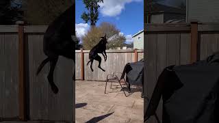 Funny dogs that steal the show #funny #dog #cute #pets #cutedog