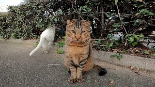 ちょっと後退りしていたキジトラ猫だったがナデナデするとゴロンゴロンと人懐っこい猫だった