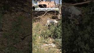 🐍Snake pkd liya #shorts #hunting