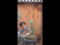 "Playing with Penjing" Episode 23