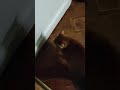 Ginger cat runs after the owner