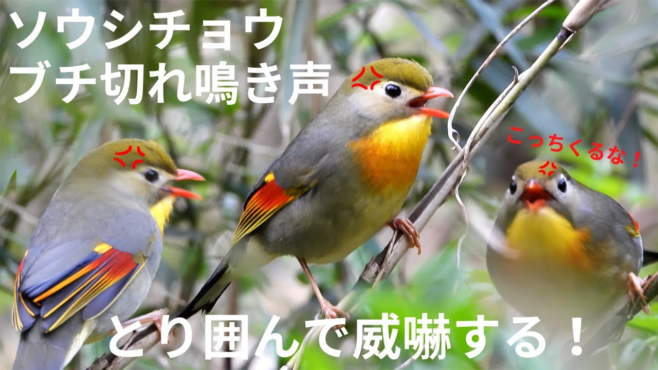 ソウシチョウ の 鳴き声