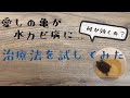 カメの怖い病気 水カビ病の治療方法を試してみた