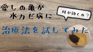 カメの怖い病気 水カビ病の治療方法を試してみた