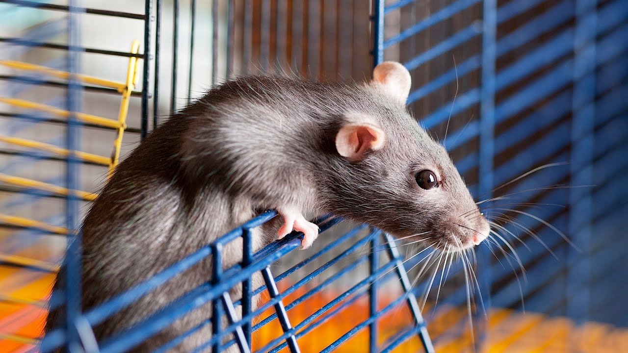 Image result for rats escape