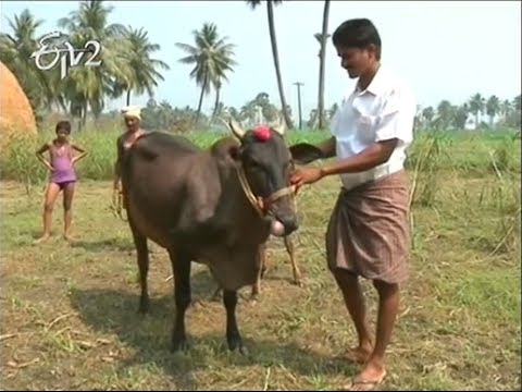 East Godavari farmer take care of rear breed animals on 19th February
