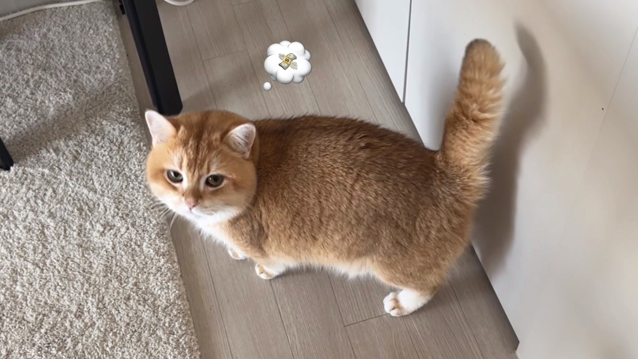 세상에서 가장 하찮은 고양이를 발견했다👀 | 리터제로, 뽀뽀백번, 위고비, 구독자네 침투2탄