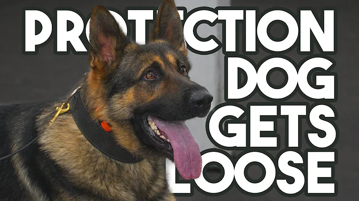 Protection Dog Training Day