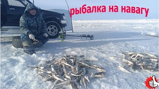 Рыбалка на навагу, корюшку на льду