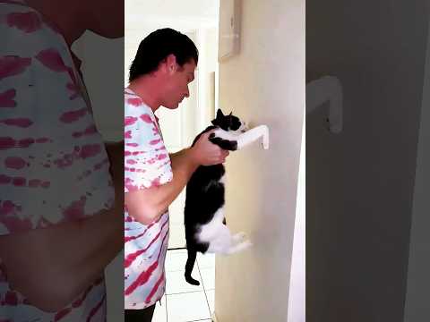 funny cats 😂 episode 275 #shorts