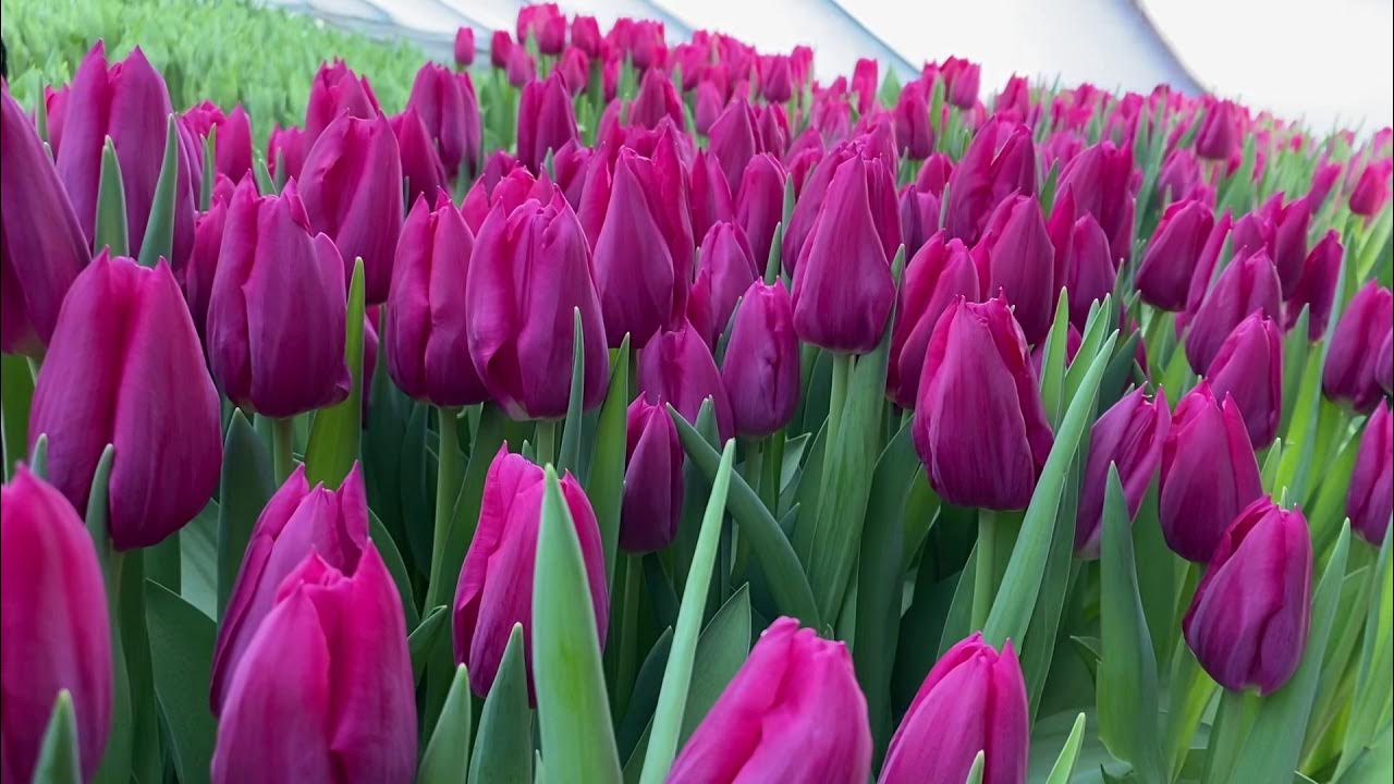 Страсть цвета: Фотографии тюльпана Passion Fuchsia Естественные пейзажи Фотогале