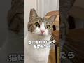 【保護猫】病みつきになってしまうものを見せてしまった時の猫