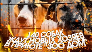 НАВЕСТИЛ ПРИЮТ ДЛЯ БЕЗДОМНЫХ ЖИВОТНЫХ! 140 СОБАК ЖДУТ НОВЫХ ХОЗЯЕВ «Зоо Дом»