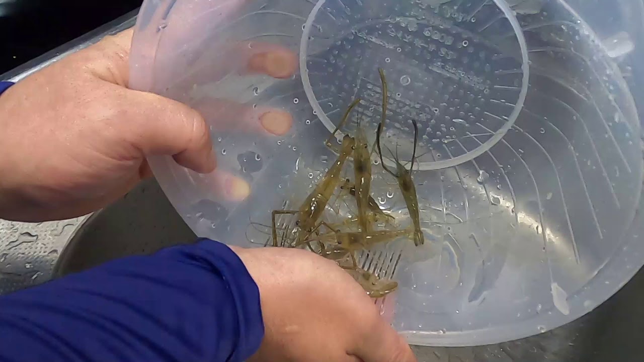 霞ヶ浦で釣った手長エビの下処理編 - MaxresDefault