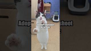 Shelter cats are simply the best! Which one is your favorite? #cats #shelter #catphotography