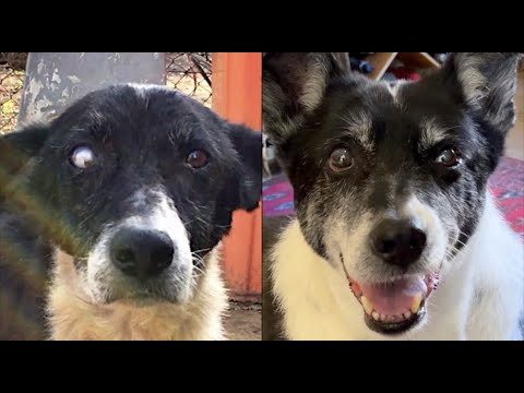 Old Unwanted Dog Gets His Forever Home! ❤️‍?