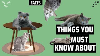 What You Didn't Know About Gray Cats