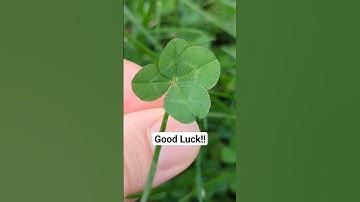 Good luck out there today!!!  #4leafclover #goodluck