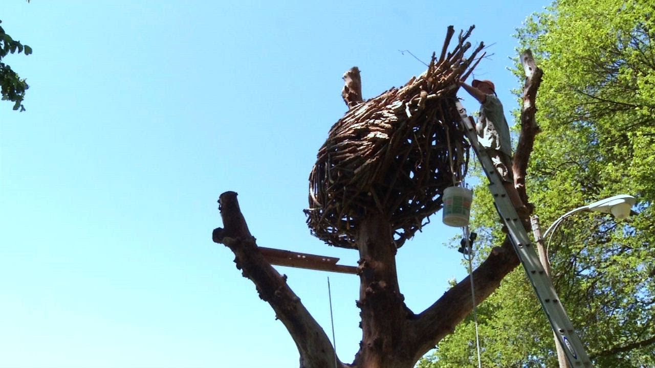 Chicago Tree Project - YouTube