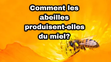 Comment les abeilles fabriquent le miel Wikipédia ?