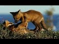 Goslings and Fox Adaptations