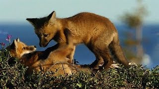 These Adorable Foxes Are Ruthless Hunters