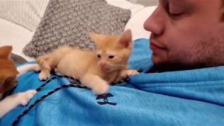 Cute Kittens Eating Funny Videos and Playing Funny Videos and Cats Fighting Videos Cats Comrade by Cats Comrade 31 views 4 years ago 4 minutes, 12 seconds