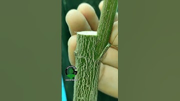 Citrus grafting techniques #fruits #plants #graft #orange #lemon