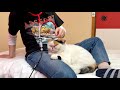 【ASMR】猫の心臓音がクセになる動画