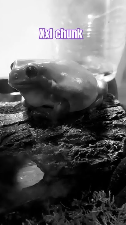 good-morning-syrup-youtube