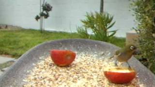 WSBC0330.AVI