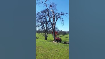 Using tractor to push oak tree over with a stuck chainsaw