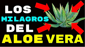 ¿Cuáles son los 10 beneficios del aloe vera?