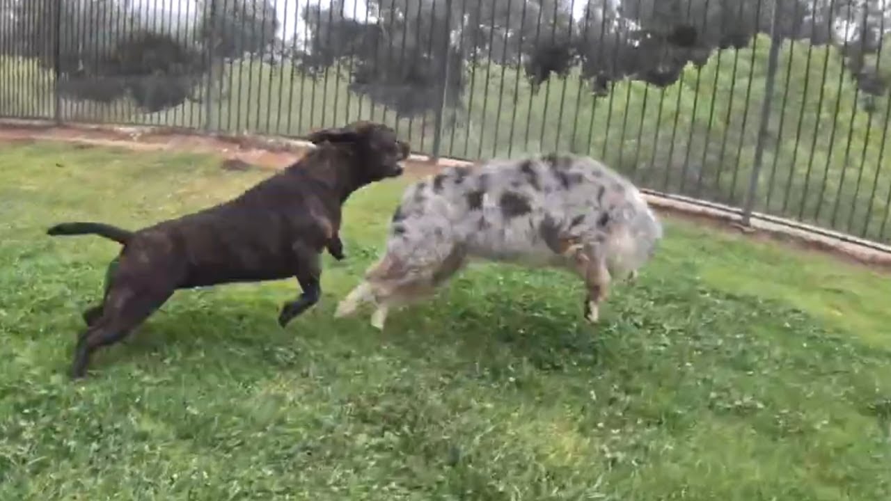Your Daily Dose of Staffordshire Bull Terrier Crazy Play Session! episode 2