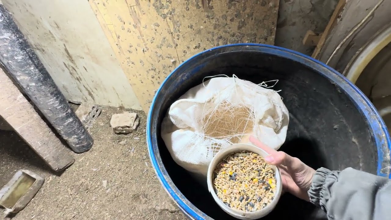 Тауық бизнес бастау Тауық көп жұмыртқа ту үшін қандай жем береміз (сұрақ-жауап)#тауык  #курица