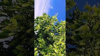 Download Lagu tugse na dekha ll🌾🌿#bollywood #ytshorts #song#nature#viralvideo MP3