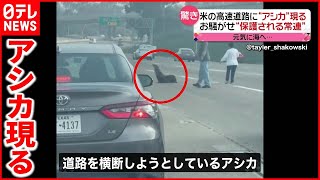 【お騒がせ者】高速道路に