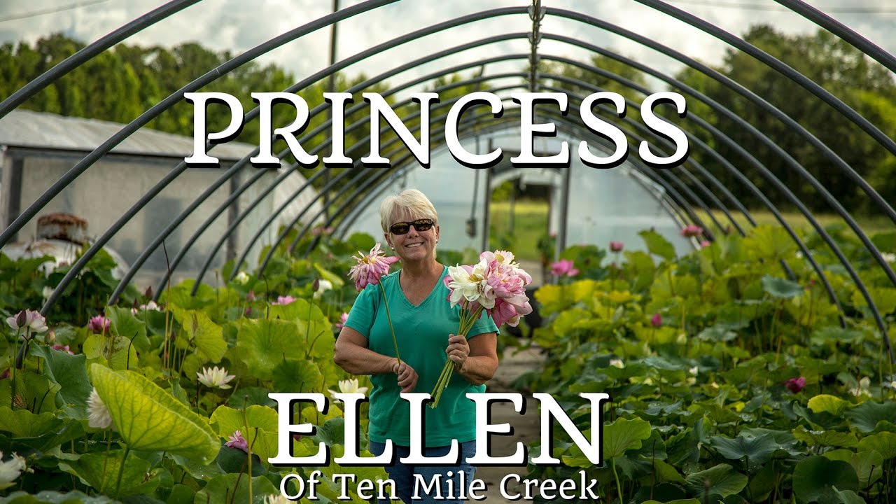 Ellen lotus video
