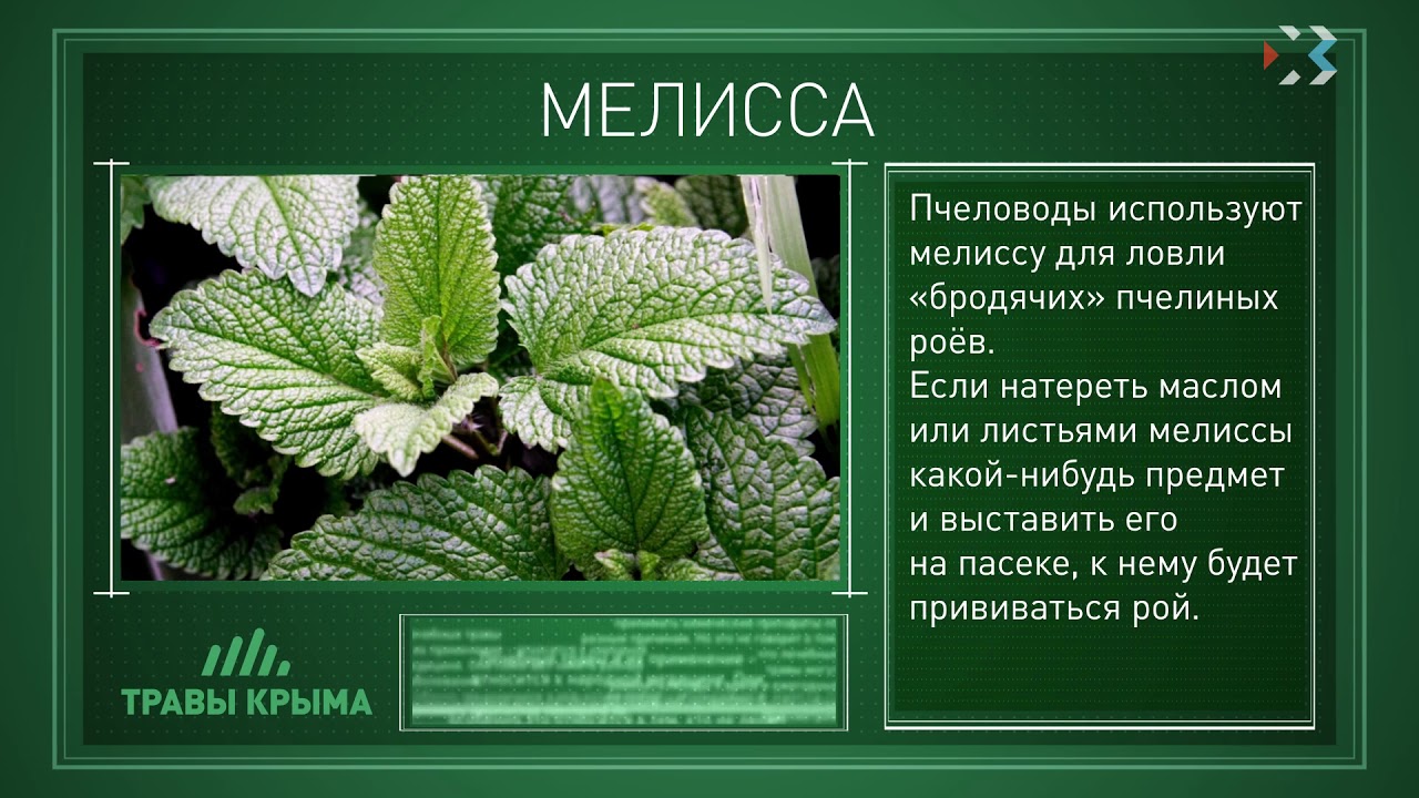 Интернет Магазин Растений Краснодарский Край