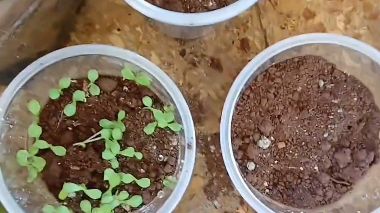 God's blessings. I harvested yam, cho cho, and tomatoes.Shared medicinal plants. Gardening#nature 