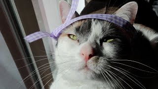 Biscotti Likes To Pester