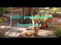 【おうちガーデンSoundtrack】前回の動画の音楽♪を初夏の庭のダイジェスト版でお届けします。【playlist & compilation video 】