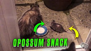Opossum Family Visits a House for a Snack
