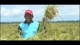 BENIH PADI NK2133 NINGRAT, HADIR UNTUK SAWAH INDONESIA🌾