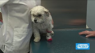 Winter Pet Care Tips