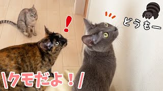 クモさんが家に遊びに来たときの猫たちの反応
