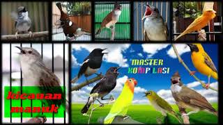 KOMPLIT masteran kompoilasi 17 macam suara burung super gacor untuk master MURAI BATU