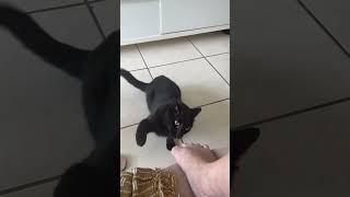 Playful Cat Slaps Owner’s Foot