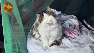 A Stray Cat Hid in a Chicken Shed… Then We Learned She Was Pregnant