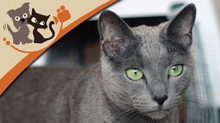 Katzenhaltung und Pflege (Doku)